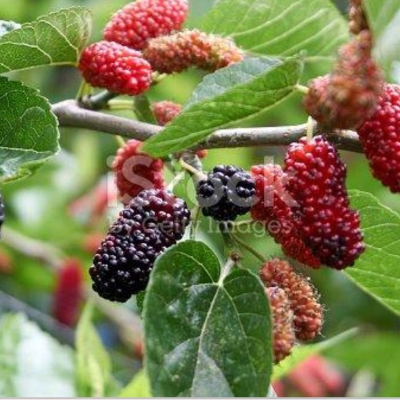 TAYBERRY TEAKWOOD, MULBERRY BUSH LUXURY HAND POURED SCENTED CANDLES - Picture 2 of 13